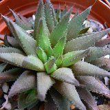 Haworthia heidelbergensis